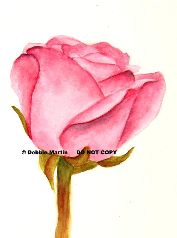 Drawing A Pink Rose if there Be Thorns In 2018 Products Pinterest Watercolor Art
