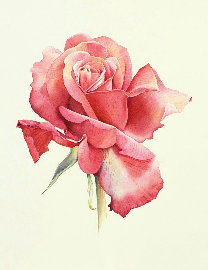 Drawing A Pink Rose Water Color Painting Rose Watercolour Painting Drawings