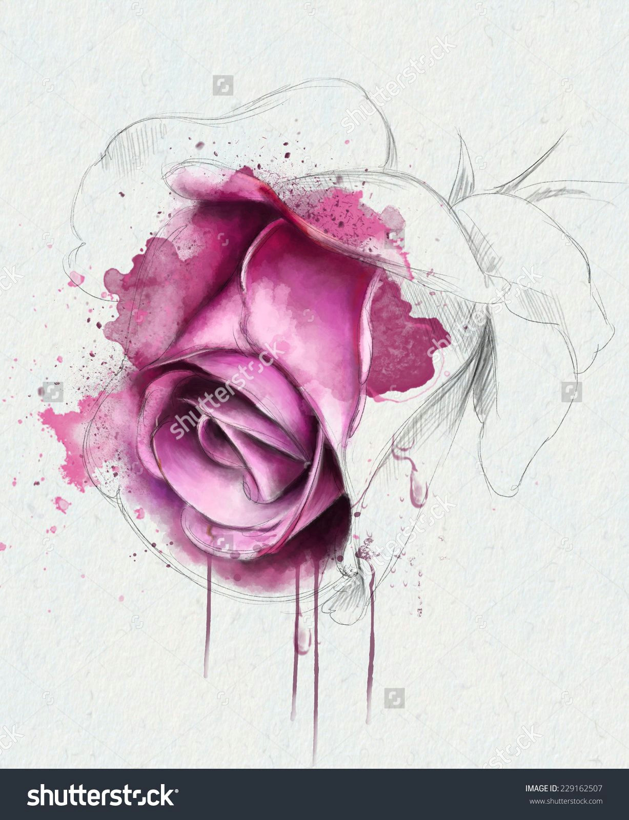 Drawing A Pink Rose Watercolor Rose Google Zoeken Painting Watercolor Watercolor