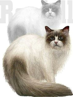 Drawing A Ragdoll Cat 202 Best Ragdoll Art Images Cats Christmas Cats Cute Kittens