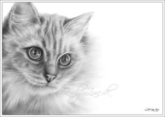 Drawing A Ragdoll Cat 202 Best Ragdoll Art Images Cats Christmas Cats Cute Kittens