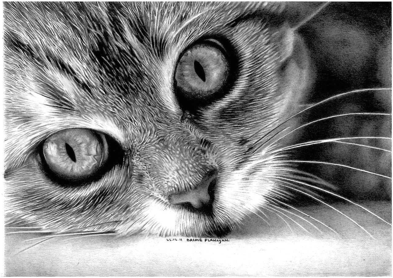 Drawing A Realistic Cat Eye D D N N N D D D D D Dod Vk Cats In 2018 Pinterest Cat Drawing