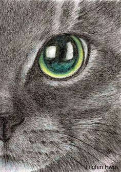 Drawing A Realistic Cat Face 6486 Best Cat Drawing Images Cat Illustrations Drawings Cat