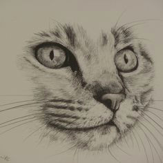 Drawing A Realistic Cat Face 6486 Best Cat Drawing Images Cat Illustrations Drawings Cat