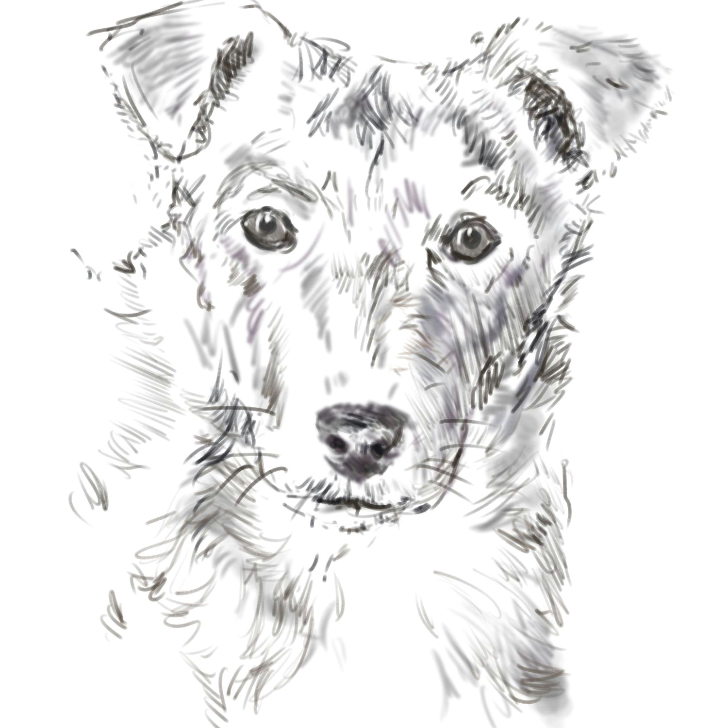 Drawing A Realistic Dog Face How to Draw A Dog From A Photograph