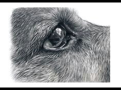 Drawing A Realistic Dog Nose 1069 Best Realism Reference Images Painting Drawing Pencil