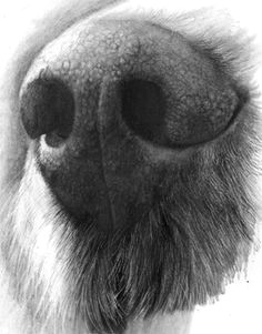 Drawing A Realistic Dog Nose 37 Best Dog Sketches Images Pencil Drawings Graphite Drawings