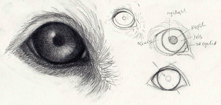 Drawing A Realistic Dog Nose How to Draw Dog Eyes that Look Amazingly Realistic Animals and