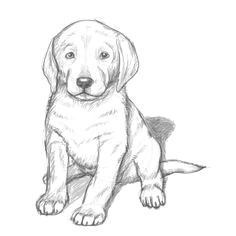 Drawing A Realistic Dog Step by Step 111 Best Puppy Drawings Images Drawings Artist Frames