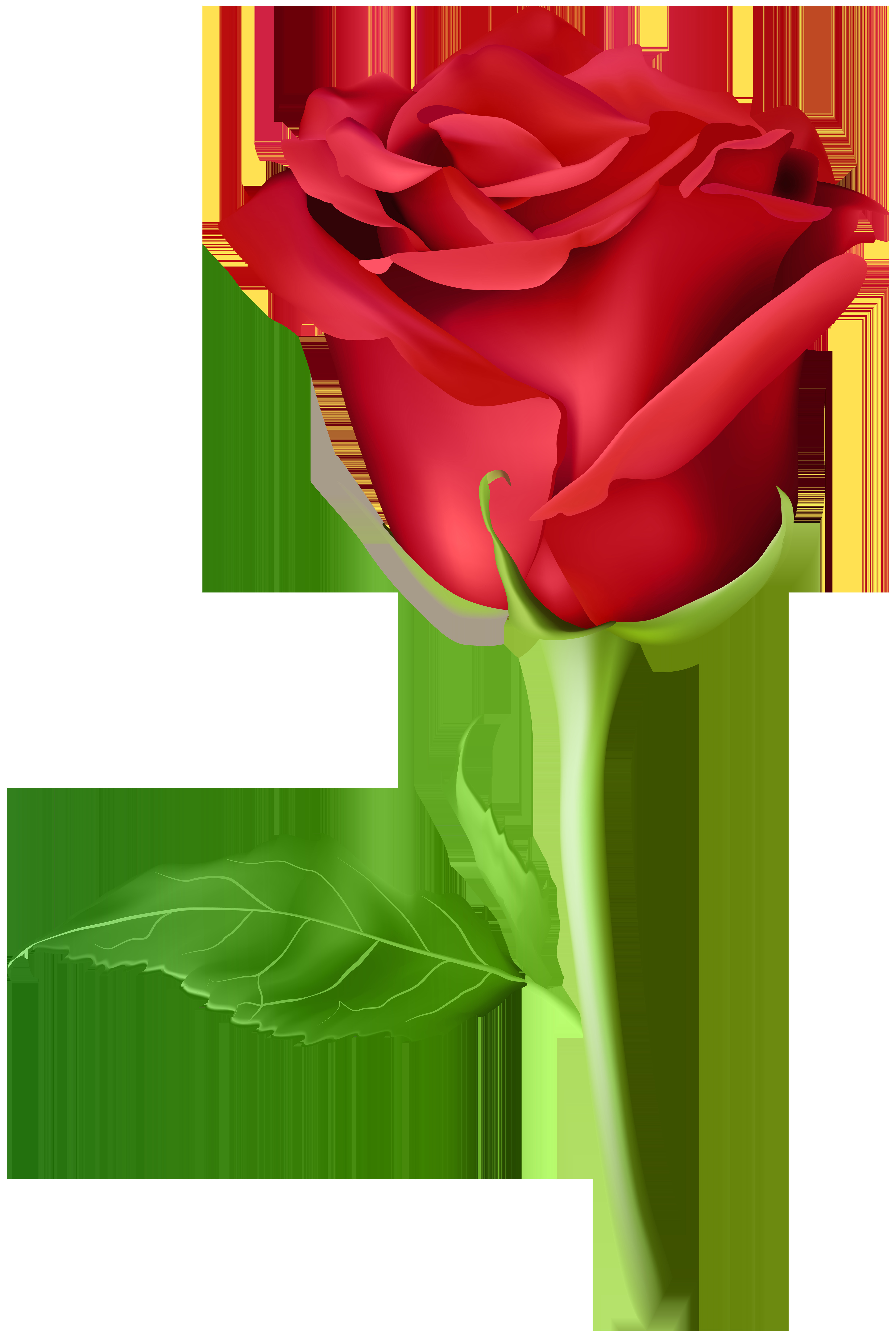 Drawing A Red Rose Pin by Kittu Raja On Nk Red Roses Rose Flower Pictures Rose