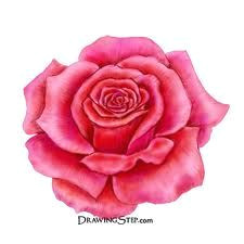Drawing A Red Rose Simple Rose Drawing Tattoos and Drawings Drawings Painting Art