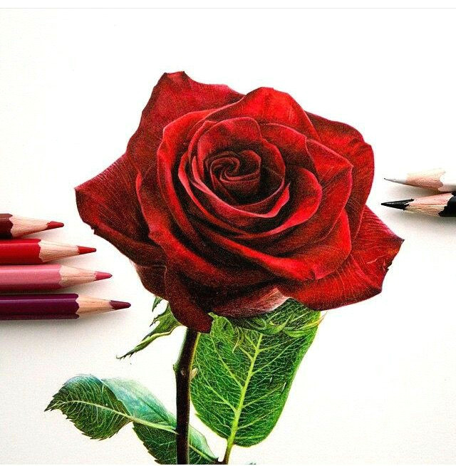 Drawing A Red Rose so Realistic Rose Drawing Misc Drawings Art Pencil Drawings