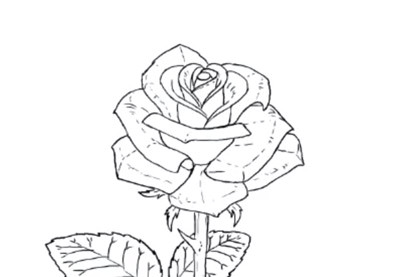 Drawing A Rose Beginners Digital Drawing for Beginners From Sketching to Line Art
