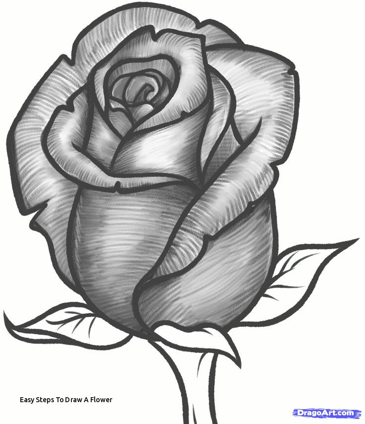 Drawing A Rose Bud Easy Steps to Draw A Flower How to Draw A Rose Bud Rose Bud Step 10