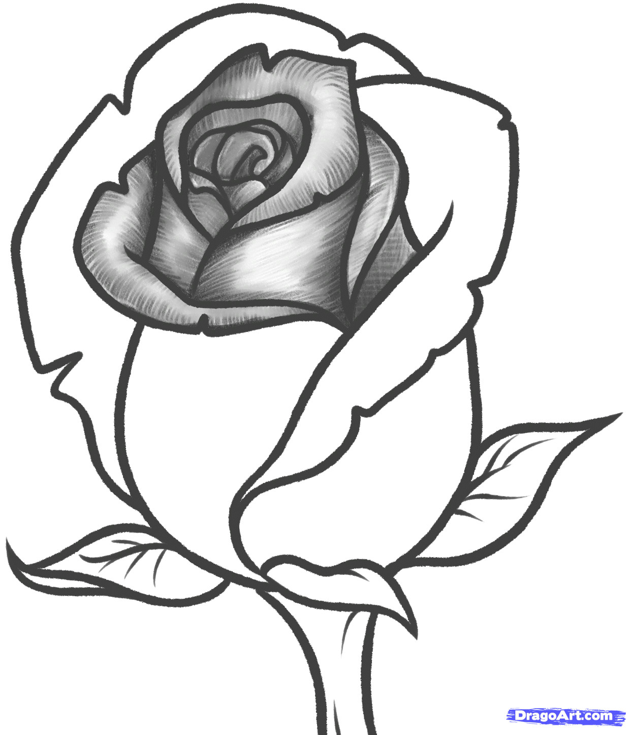 Drawing A Rose Bud Knumathise Rose Drawing Images
