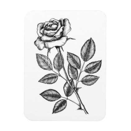 Drawing A Rose Design Rose Drawing 2 Magnet Drawing Pinterest Drawings Sketch