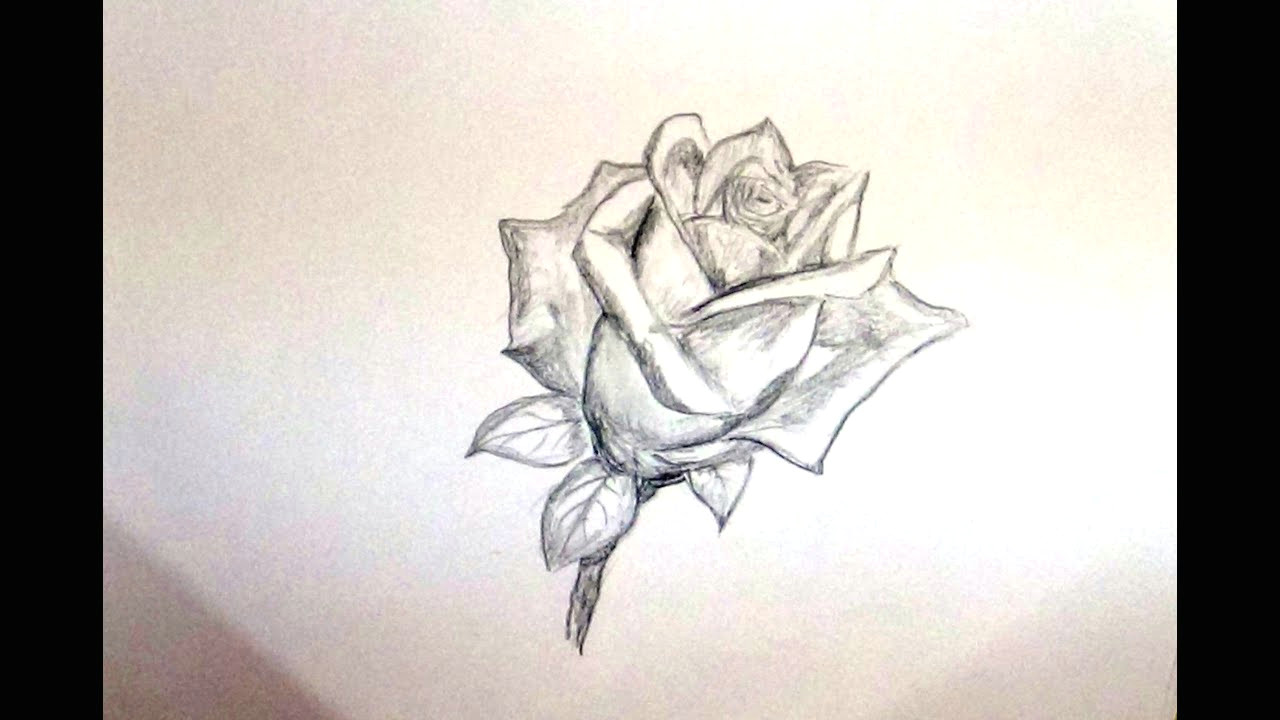 Drawing A Rose Gif Sketch Of Flowers April Mydearest Co