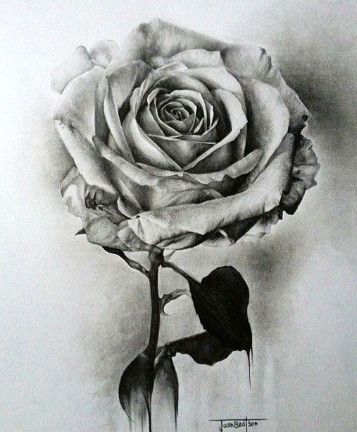 Drawing A Rose Realistic Pin by Crystals Hutt On Flower Plants Drawings In 2019 Drawings