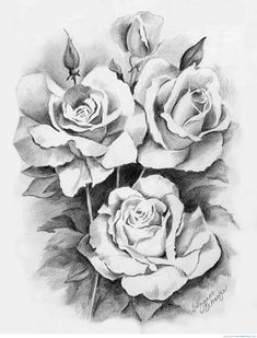 Drawing A Rose Time Lapse 108 Best Rose Drawings Images Flowers Ink Cool Tattoos