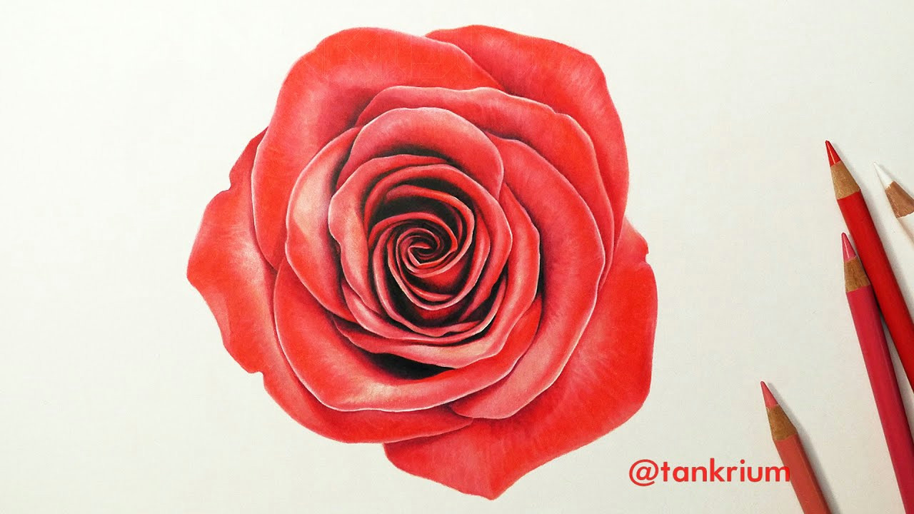 Drawing A Rose Time Lapse Knumathise Rose Drawing Images