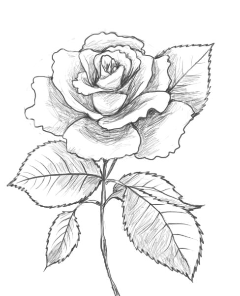 Drawing A Rose Tutorial are You Looking for A Tutorial On How to Draw A Rose Look No