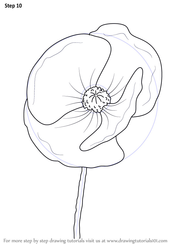 Drawing A Rose Tutorial Learn How to Draw Poppy Flower Poppy Step by Step Drawing