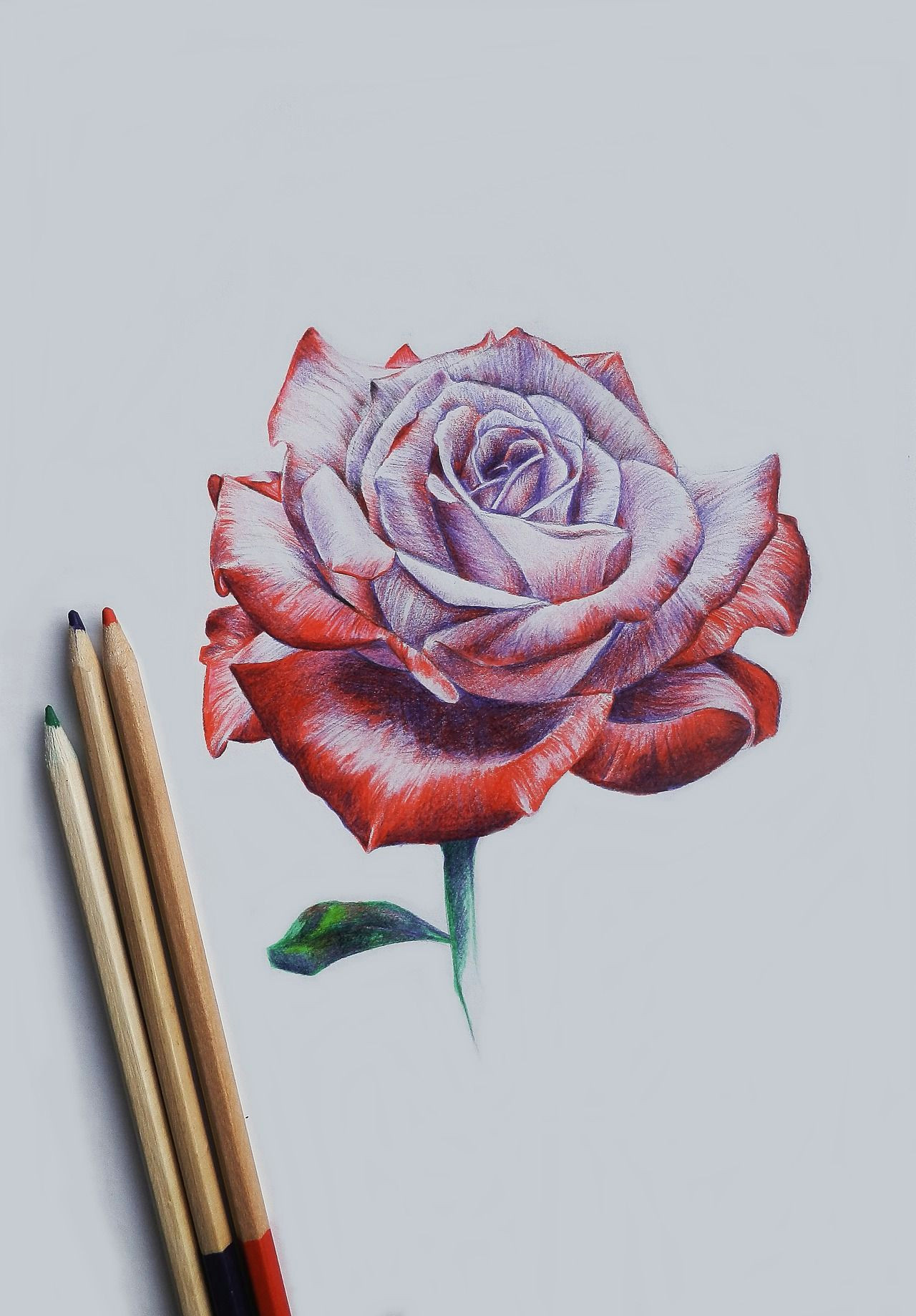 Drawing A Rose with Colored Pencils Drawing Rose Art Drawi