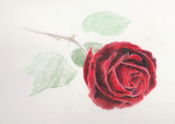 Drawing A Rose with Colored Pencils How to Draw A Rose In Colored Pencil