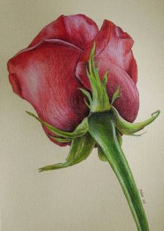 Drawing A Rose with Oil Pastels Oil Pastel Paintings Oil Pastels Flower Valentine Rose Eric