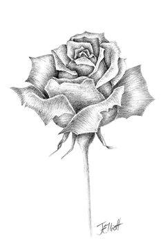 Drawing A Single Rose 41 Best Black and White Roses Images