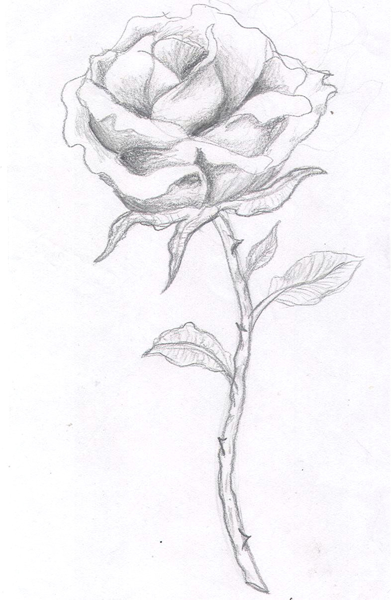 Drawing A Single Rose Pin by Samuel Arm On Tattoo Pinterest Rose Tattoos Tattoos and