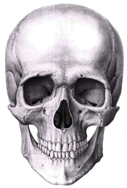Drawing A Skull Head Pin by Yuliya Osyka On Fine Arts Skull Reference Skull Art Drawings