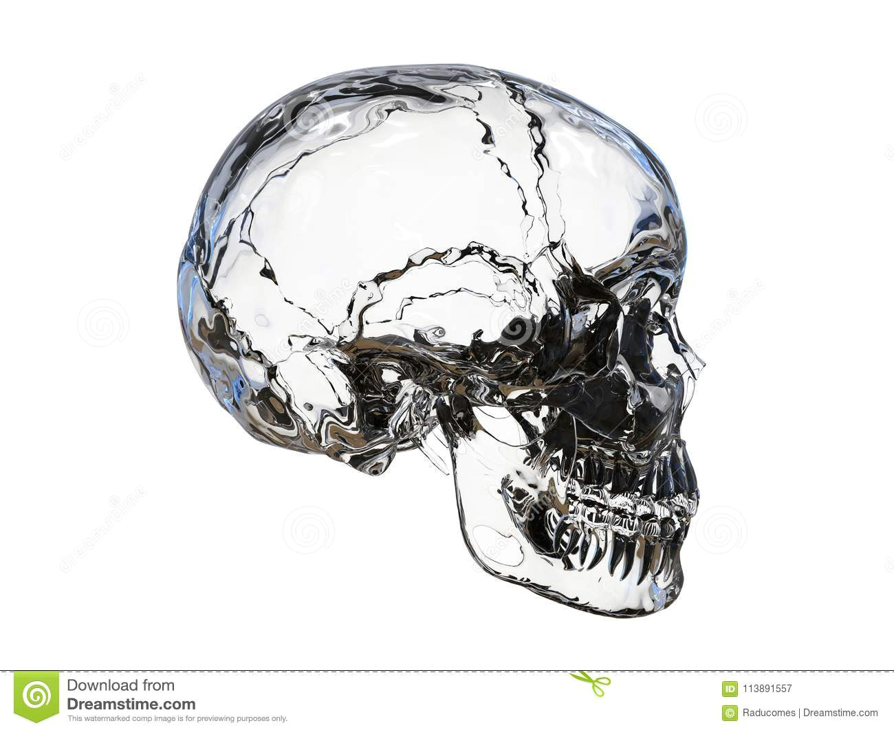 Drawing A Skull Side View Glass Side View Of A Human Skull Stock Illustration Illustration