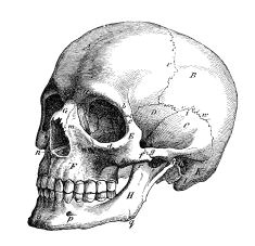 Drawing A Skull Side View Skull Sketch Tattoo Skull Sketch Drawings Skull Art