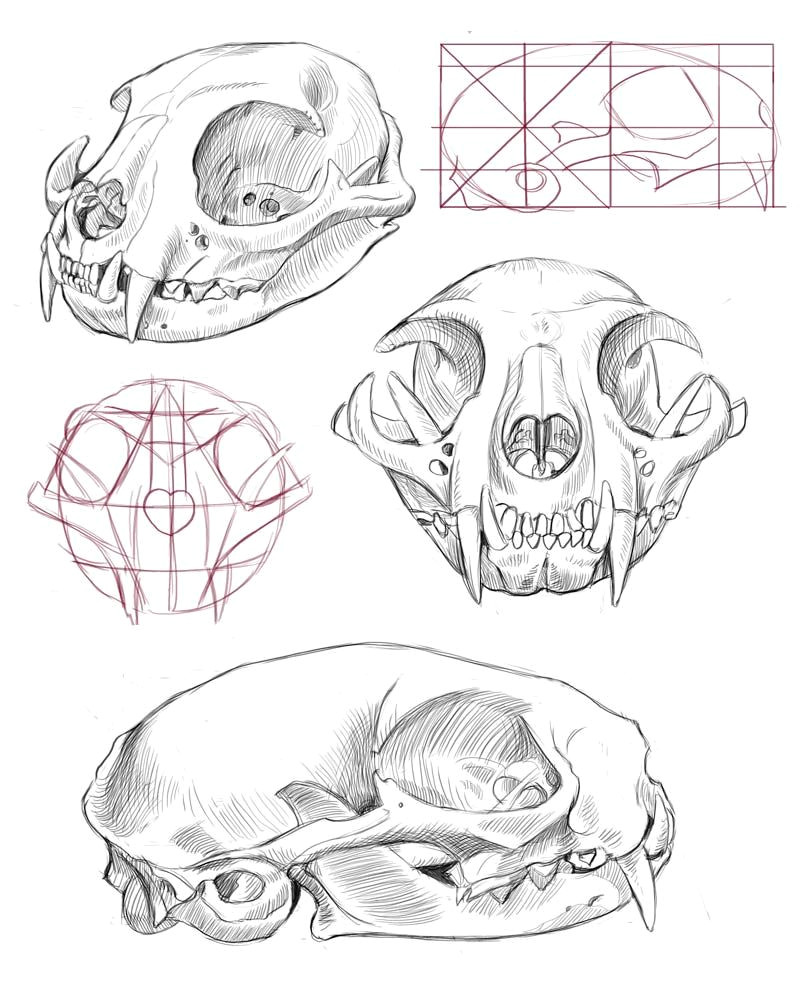 Drawing A Skull Tutorial Cat Skull Anatomy Google Search Cat Tattoo Final Drawi