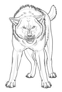 Drawing A Snarling Wolf 5650 Best Everything Wolf Images Drawings Wolf Drawings Draw Animals
