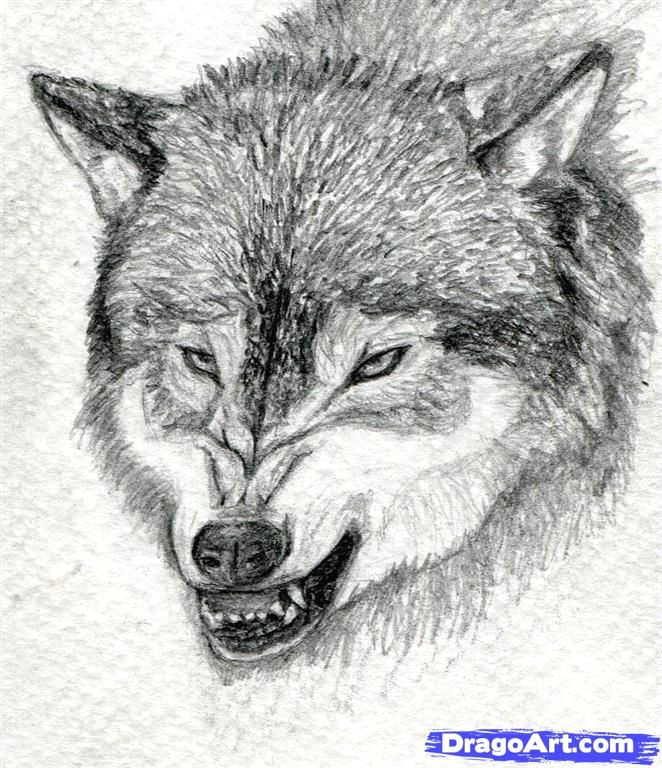 Drawing A Snarling Wolf How to Draw A Growling Wolf Step 15 Drawing Lobos Dibujos
