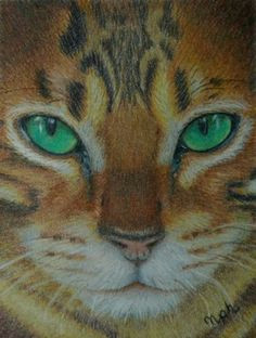 Drawing A Tabby Cat In Coloured Pencil 1224 Best Colored Pencils Images In 2019 Drawing Techniques