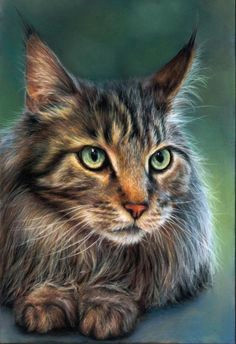 Drawing A Tabby Cat In Coloured Pencil 366 Best Colored Pencil Animals Images In 2019 Draw Animals