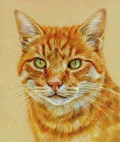 Drawing A Tabby Cat In Coloured Pencil 366 Best Colored Pencil Animals Images In 2019 Draw Animals