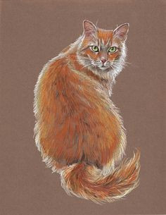 Drawing A Tabby Cat In Coloured Pencil 85 Best Realistic Cat Art Images In 2019 Cat Art Draw Animals