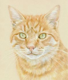 Drawing A Tabby Cat In Coloured Pencil 85 Best Realistic Cat Art Images In 2019 Cat Art Draw Animals