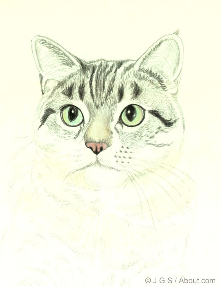 Drawing A Tabby Cat In Coloured Pencil Draw A Majestic Cat In Colored Pencil Colored Pencil Drawing