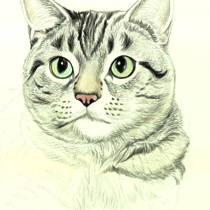 Drawing A Tabby Cat In Coloured Pencil How to Draw A Cat In Colored Pencil