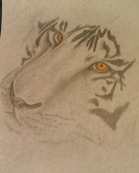 Drawing A Tiger Eye Tiger Sketch My Art Tiger Sketch Tiger Art Sketches