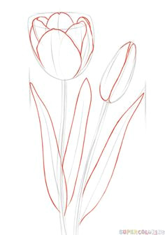 Drawing A Tulip Flowers How to Draw A Tulip Step by Step Drawing Tutorials Draw Flowers