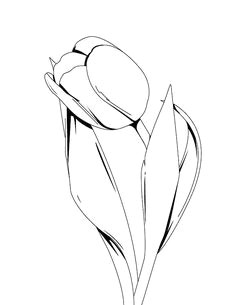 Drawing A Tulip Flowers How to Draw A Tulip Step by Step Drawing Tutorials Draw Flowers