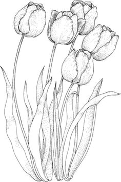 Drawing A Tulip Flowers How to Draw A Tulip Step by Step Drawing Tutorials Draw Flowers