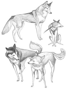 Drawing A Wolf Cub Realistic Husky Drawings Step by Step Google Search Stuff to