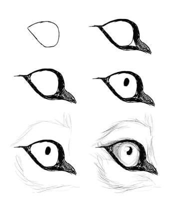 Drawing A Wolf Eye Pin by Graveyardbatd On Drawing Refrences Help Pinterest